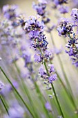 LAVANDULA ANGUSTIFOLIA VICTORIAN AMETHYST