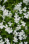 VIOLA CORNUTA ALBA GROUP