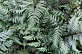 ATHYRIUM NIPONICUM VAR. PICTUM