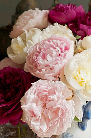 ROSA_EGLANTYNE_WITH_ROSA_OTHELLO_AND_MIXED_PEONIES