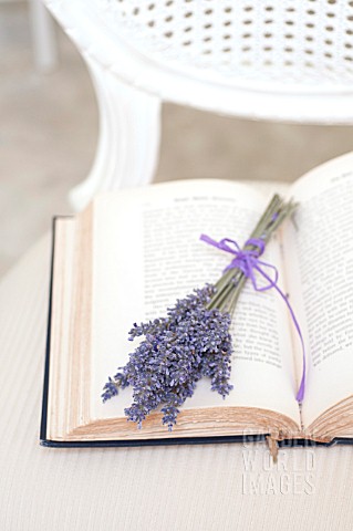 LAVANDULA_SILVER_FROST_BUNDLE_TIED_WITH_RIBBON_ON_ANTIQUE_BOOK