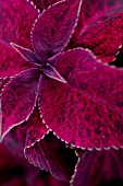 SOLENOSTEMON (COLEUS)