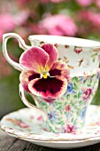 PANSY (VIOLA) IN VINTAGE CHINTZ FLORAL TEACUPS