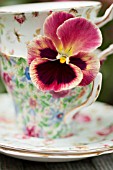 PANSY (VIOLA) IN VINTAGE CHINTZ FLORAL TEACUPS