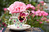 ROSA QUEEN ELIZABETH WITH PANSY (VIOLA) IN VINTAGE CHINTZ FLORAL TEACUPS