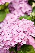 HYDRANGEA MACROPHYLLA PINK PARFAIT