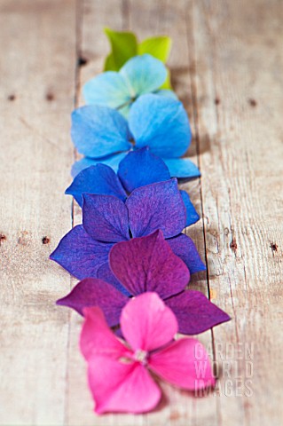 HYDRANGEA_MACROPHYLLA_NIKKO_BLUE_ENDLESS_SUMMER_GLOWING_EMBERS_PETALS