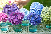 HYDRANGEA MACROPHYLLA NIKKO BLUE, GLOWING EMBERS, ENDLESS SUMMER IN CANNING JARS