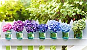 HYDRANGEA MACROPHYLLA NIKKO BLUE, GLOWING EMBERS, ENDLESS SUMMER IN CANNING JARS