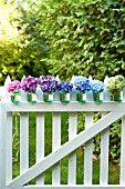 HYDRANGEA MACROPHYLLA NIKKO BLUE, GLOWING EMBERS, ENDLESS SUMMER IN CANNING JARS