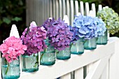 HYDRANGEA MACROPHYLLA NIKKO BLUE, GLOWING EMBERS, ENDLESS SUMMER IN CANNING JARS