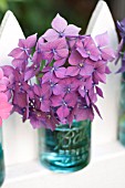 HYDRANGEA MACROPHYLLA IN CANNING JAR ON PICKET FENCE