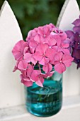 HYDRANGEA MACROPHYLLA GLOWING EMBERS, IN CANNING JAR ON PICKET FENCE