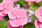 HYDRANGEA MACROPHYLLA ZAUNKONIG