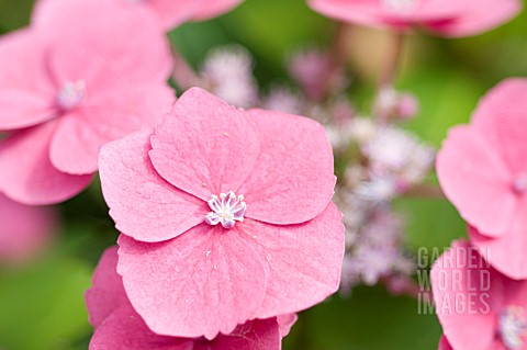 HYDRANGEA_MACROPHYLLA_ZAUNKONIG