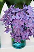 HYDRANGEA MACROPHYLLA IN CANNING JAR ON PICKET FENCE