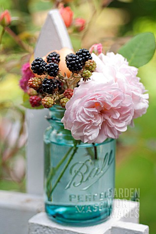 ROSA_A_SHROPSHIRE_LAD_AND_RUBUS_FRUTICOSUS_IN_VINTAGE_CANNING_JAR_ON_PICKET_FENCE