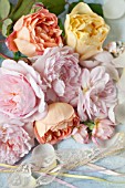 ROSA LADY EMMA HAMILTON, ROSA GRAHAM THOMAS, ROSA A SHROPSHIRE LAD, ROSA EGLANTYNE AND ROSA GENTLE HERMIONE