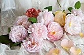 ROSA LADY EMMA HAMILTON, ROSA GRAHAM THOMAS, ROSA A SHROPSHIRE LAD, ROSA EGLANTYNE AND ROSA GENTLE HERMIONE