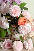 ROSA A SHROPSHIRE LAD, ROSA EGLANTYNE AND ROSA LADY EMMA HAMILTON AND RUBUS FRUTICOSUS  IN VINTAGE TIN