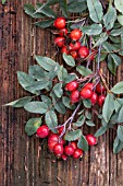 ROSA BLAUCA ROSE HIPS AND FOLIAGE IN AUTUMN