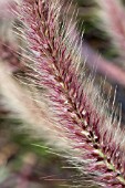 PENNISETUM SETACEUM RUBRUM, PURPLE FOUNTAIN GRASS