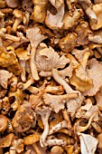 CANTHARELLUS CIBARIUS, YELLOW CHANTERELLE MUSHROOMS