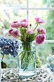 RANUNCULUS ASIATICUS IN JAR