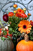 CUCURBITA PEPO AMBER CUP, ROUGE VIF DETAMPE, BLUE LAKOTA, GERBERA DAISY, RANUNCULUS