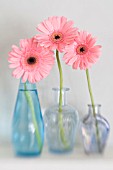 GERBERA DAISIES