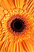 ORANGE GERBERA DAISY