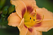 HEMEROCALLIS FRENCH DOLL