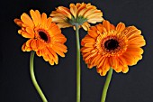 ORANGE GERBERA DAISIES ON BLACK BACKGROUND