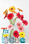 GERBERA DAISIES