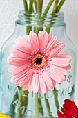 PINK GERBERA DAISY