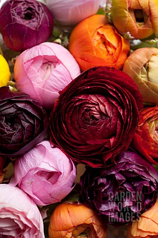 RANUNCULUS_ASIATICUS_IN_BOUQUET