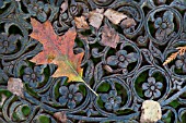 AUTUMN LEAVES ON ORNATE IRON BENCH