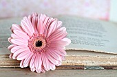 PINK GERBERA DAISY