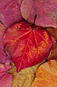 CERCIS CANADENSIS LEAVES IN AUTUMN