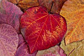 CERCIS CANADENSIS LEAVES IN AUTUMN