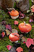 CUCURBITA, TURBAN SQUASH, ON WOODLAND MOSS WITH AUTUMN ACER LEAVES