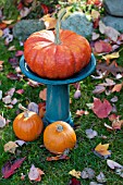 CUCURBITA PEPO ROUGE VIF DETAMPE,  SUGAR PIE WITH BLUE BIRD BATH AND ACER LEAVES