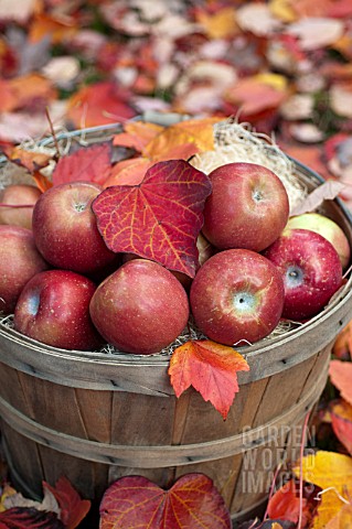 APPLES_IN_BASKET_WITH_AUTUMN_LEAVES