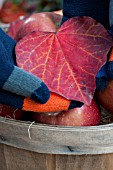 CERCIS CANADENSIS, HEART SHAPED FOREST PANSY IN AUTUMN