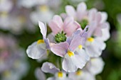 NEMESIA STRUMOSA OPAL INNOCENCE