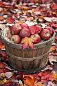 APPLES AND LEAVES IN AUTUMN