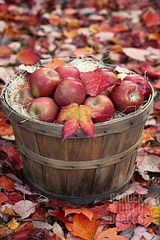 APPLES_AND_LEAVES_IN_AUTUMN