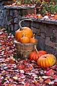 CUCURBITA PEPO ROUGE VIF DETAMPE,   CINDERELLA, HOWDEN, SUGAR PIE, PUMPKINS IN AUTUMN DISPLAY