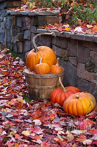 CUCURBITA_PEPO_ROUGE_VIF_DETAMPE___CINDERELLA_HOWDEN_SUGAR_PIE_PUMPKINS_IN_AUTUMN_DISPLAY