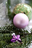 PSEUDOTSUGA MENZIESII, DOUGLAS-FIR IN FESTIVE STILL LIFE